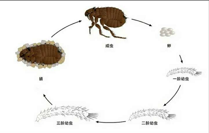 专灭跳蚤